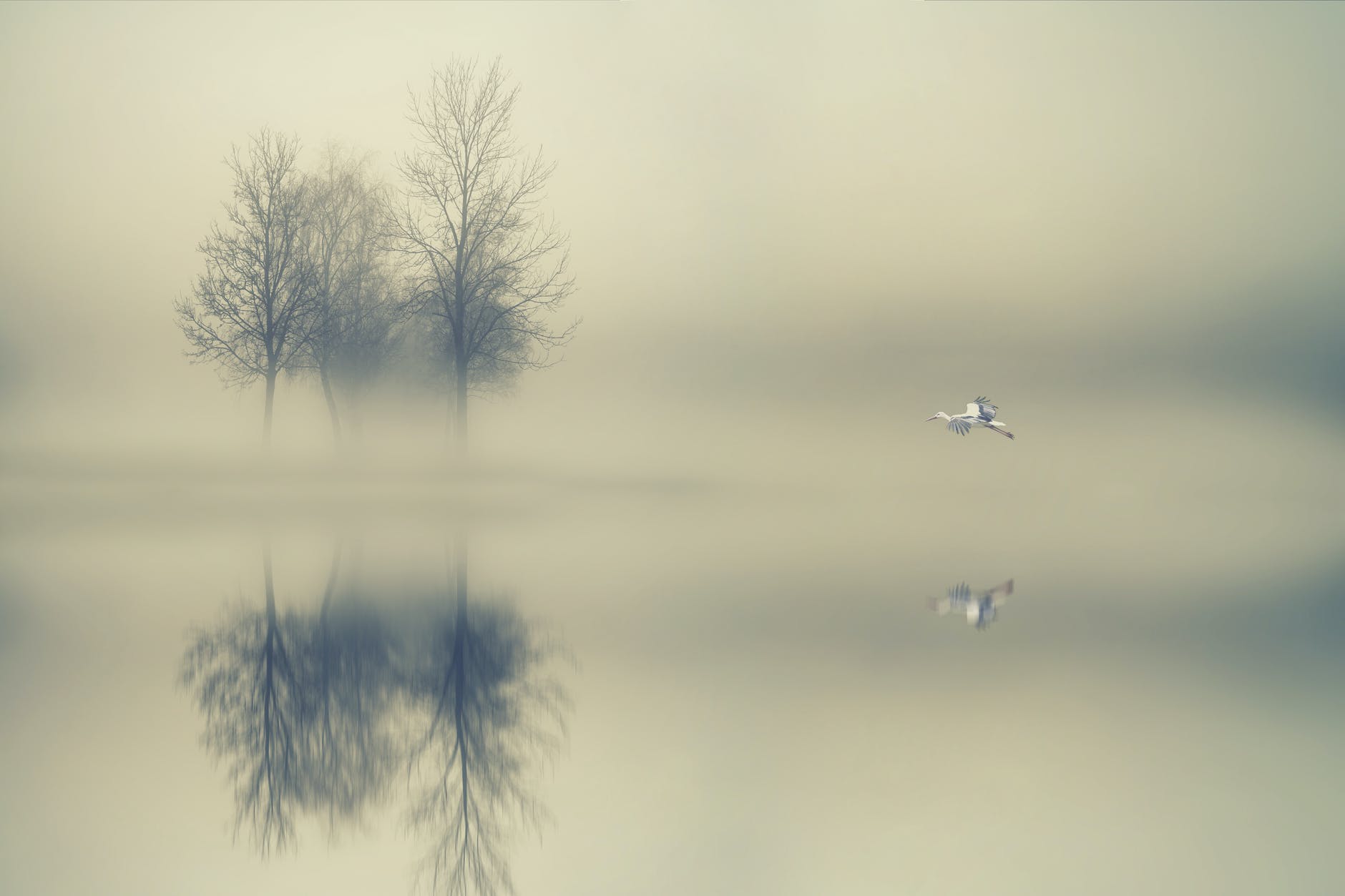 trees surrounded by water during foggy day